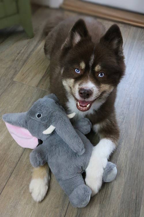 Dog Star Savannah Elephant Plush Dog Toy