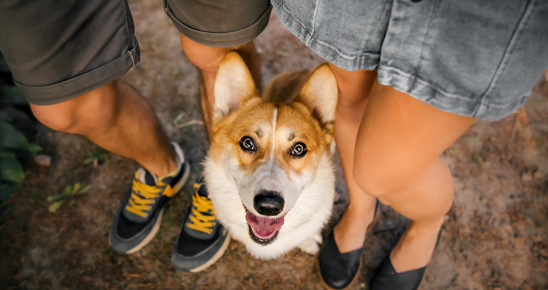 corgi looking at camera