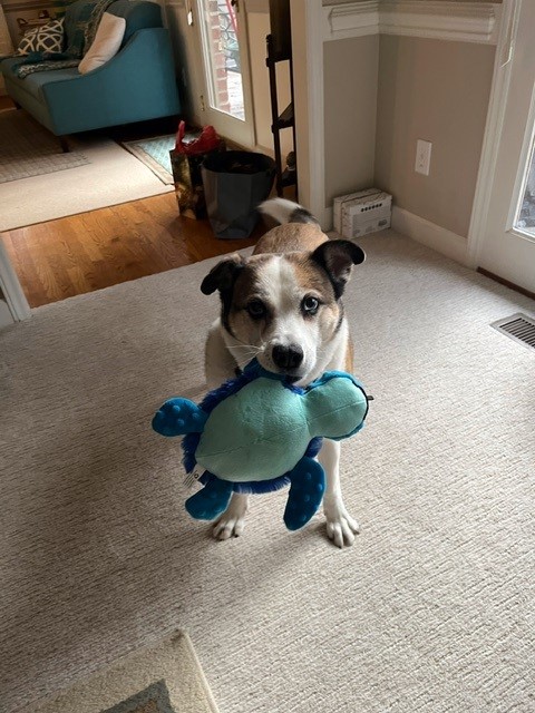 SnugArooz Snuggle-Cuddle-Play Tucker the Turtle