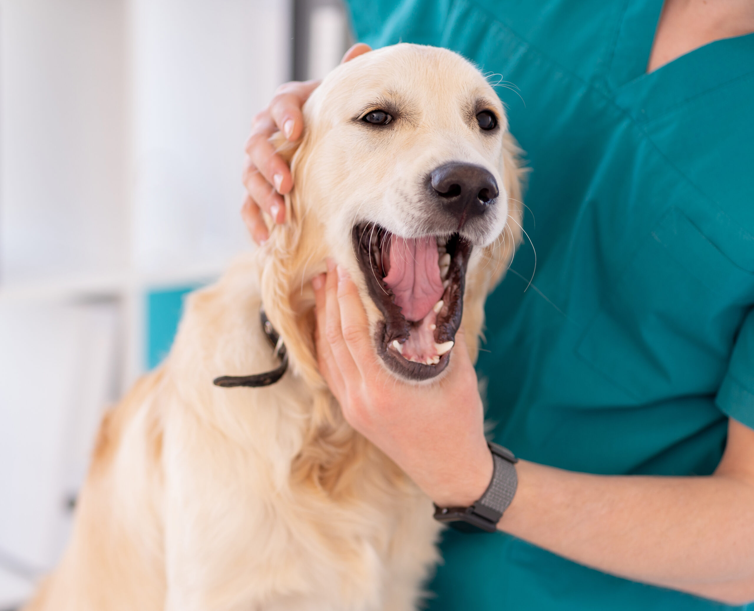 Is Your Pet Silently Suffering? 6 Key Signs of Dental Disease to Watch For