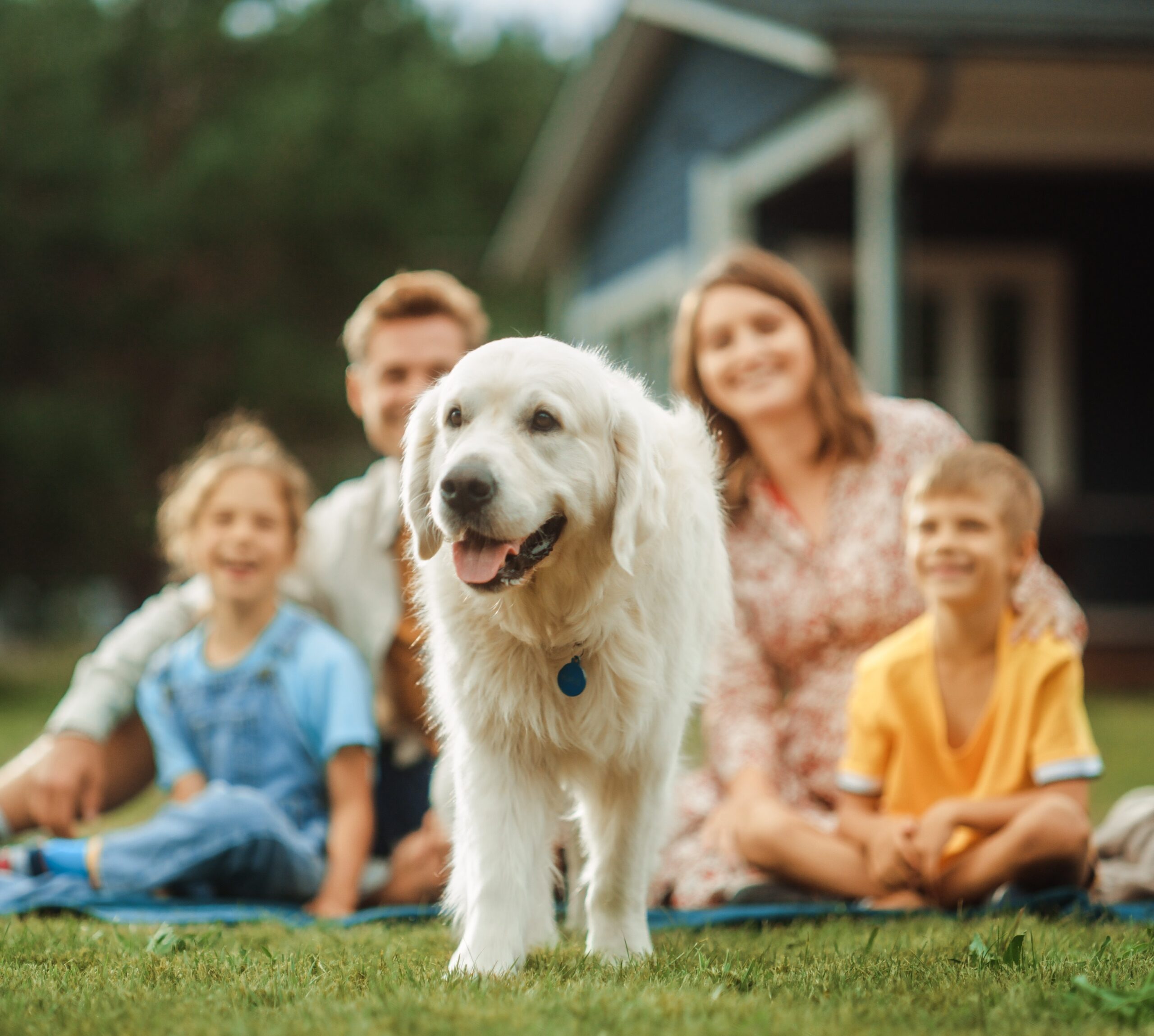 holistic choice products