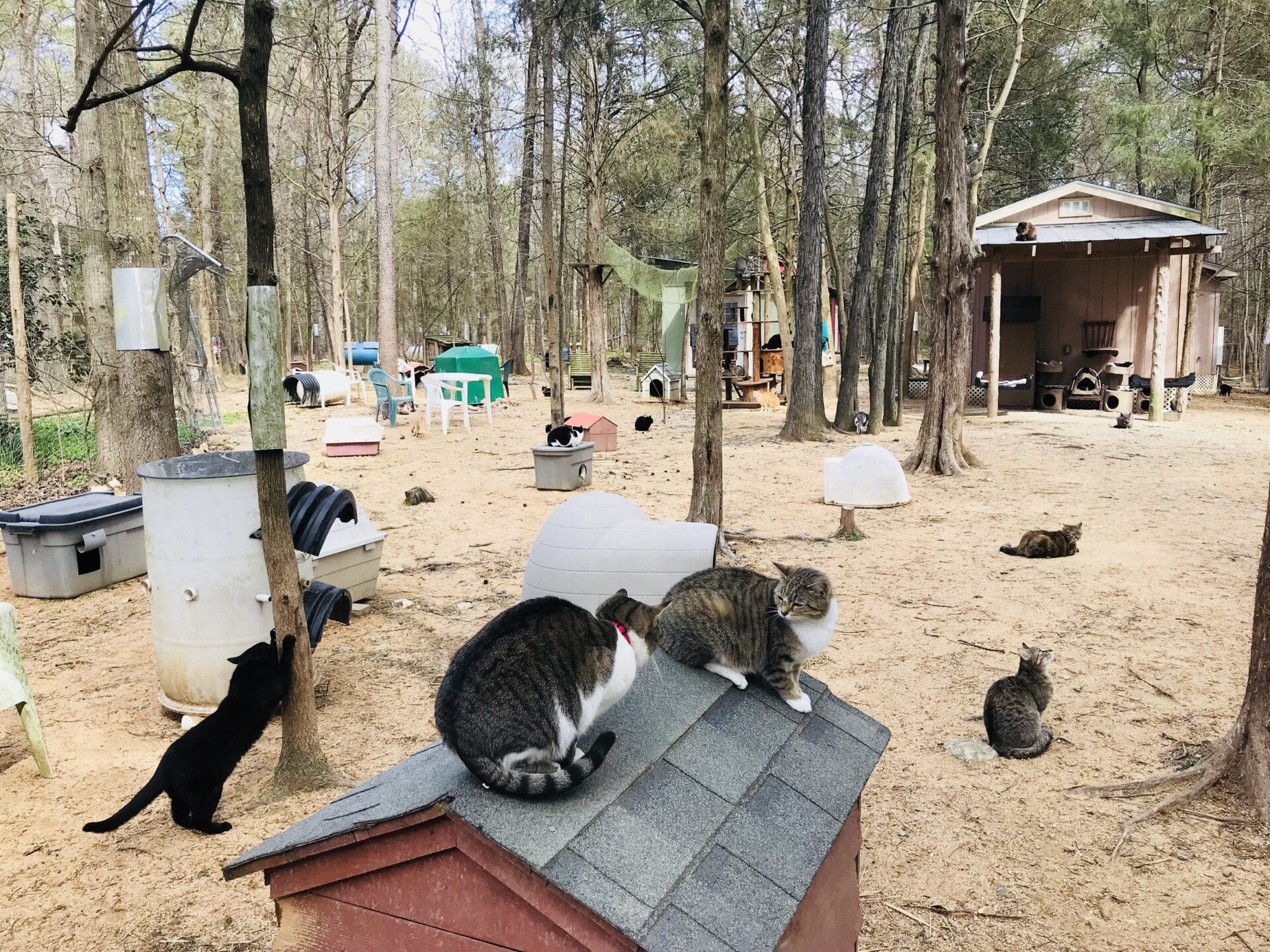 Goathouse Food Drive Donation