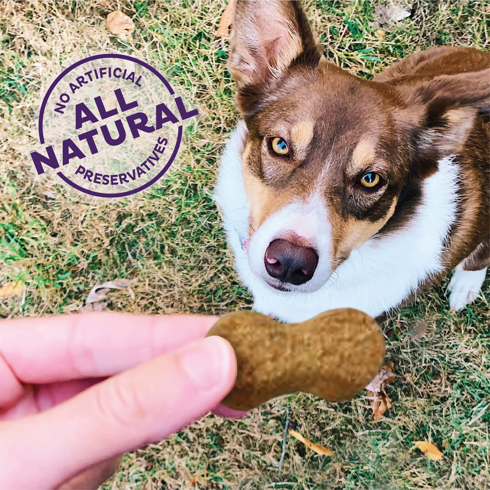 Old Mother Hubbard P-Nutty Treats – 1 lb.