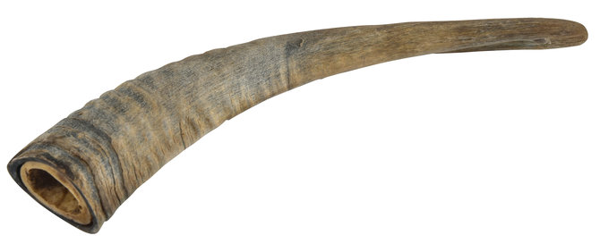 Gobi Goat Horns