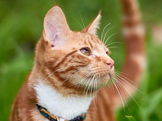Yellow cat in grass