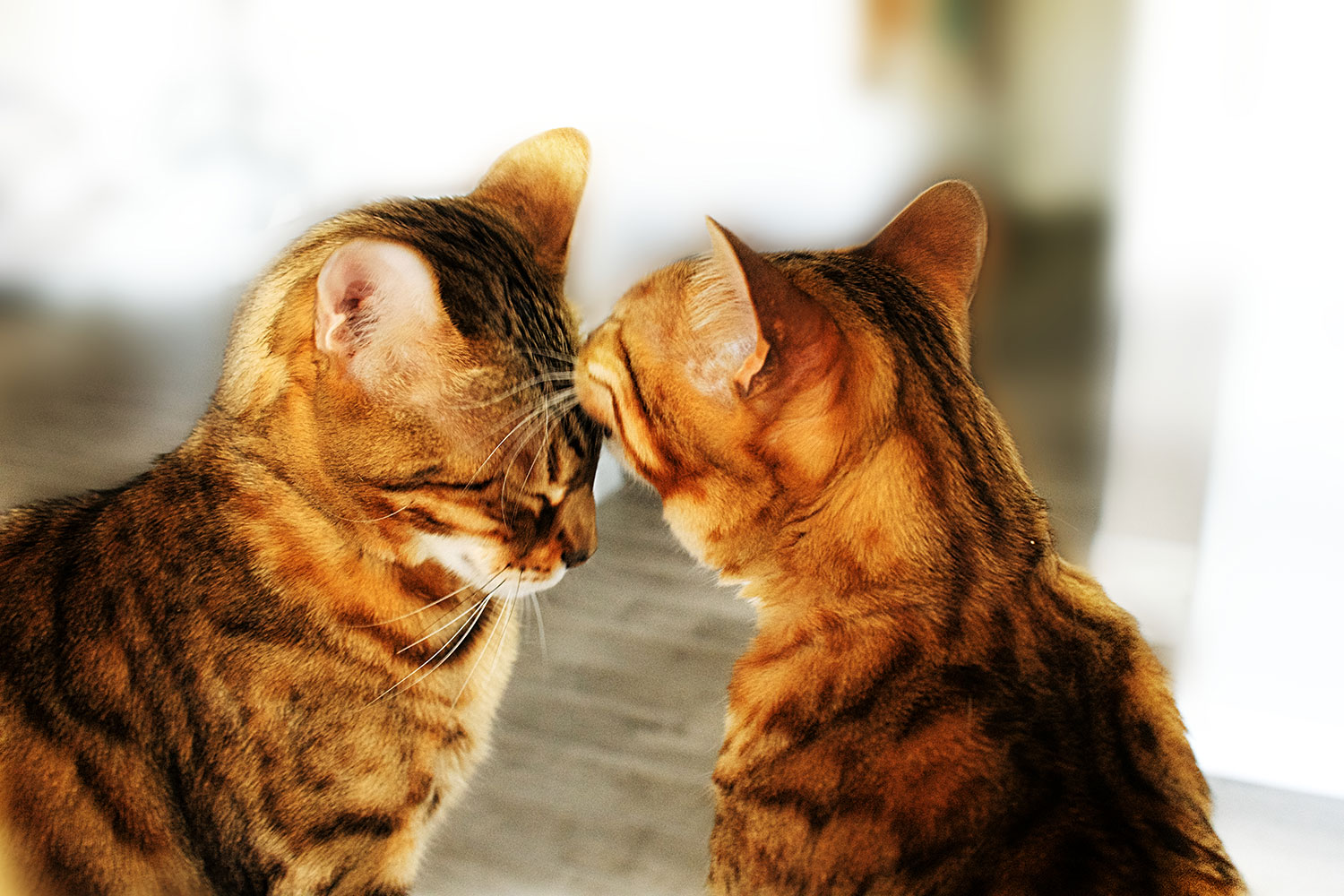 Cat grooming second cat