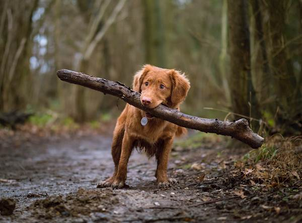 puppy carrying big stick