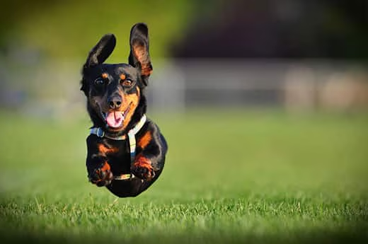 dachshund running