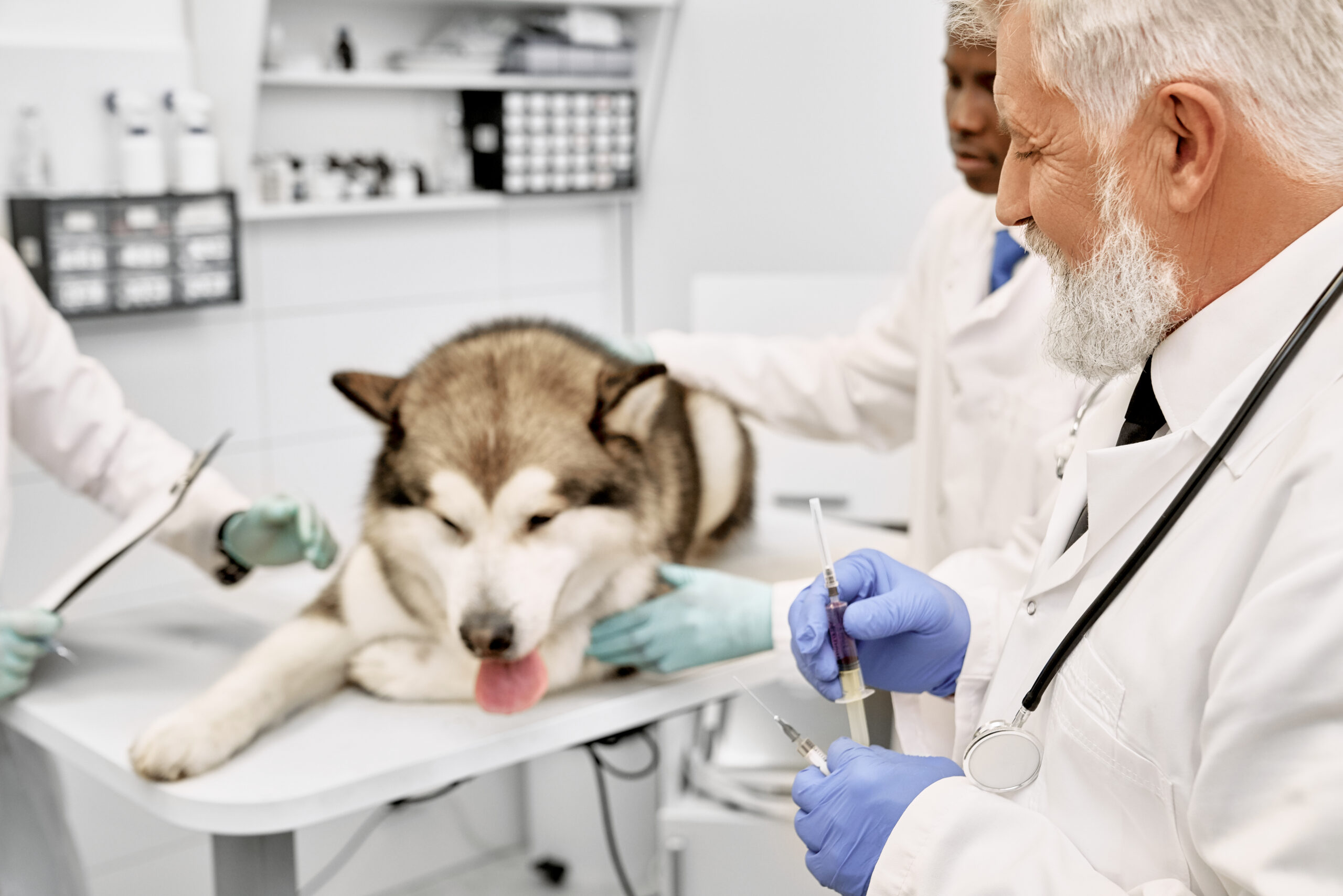 A Pet Parent’s Guide: 5 Keys to Safer Anesthesia for Your Dog or Cat
