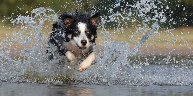 Colostrum for Dogs: Benefits for Allergies, Gut Health & Immunity