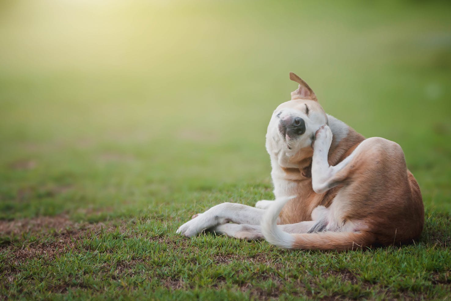 Is Your Dog Constantly Scratching? A Pet Parent’s Guide to Dog Allergies
