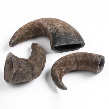 QT Dog Buffalo Hornz Dog Chew