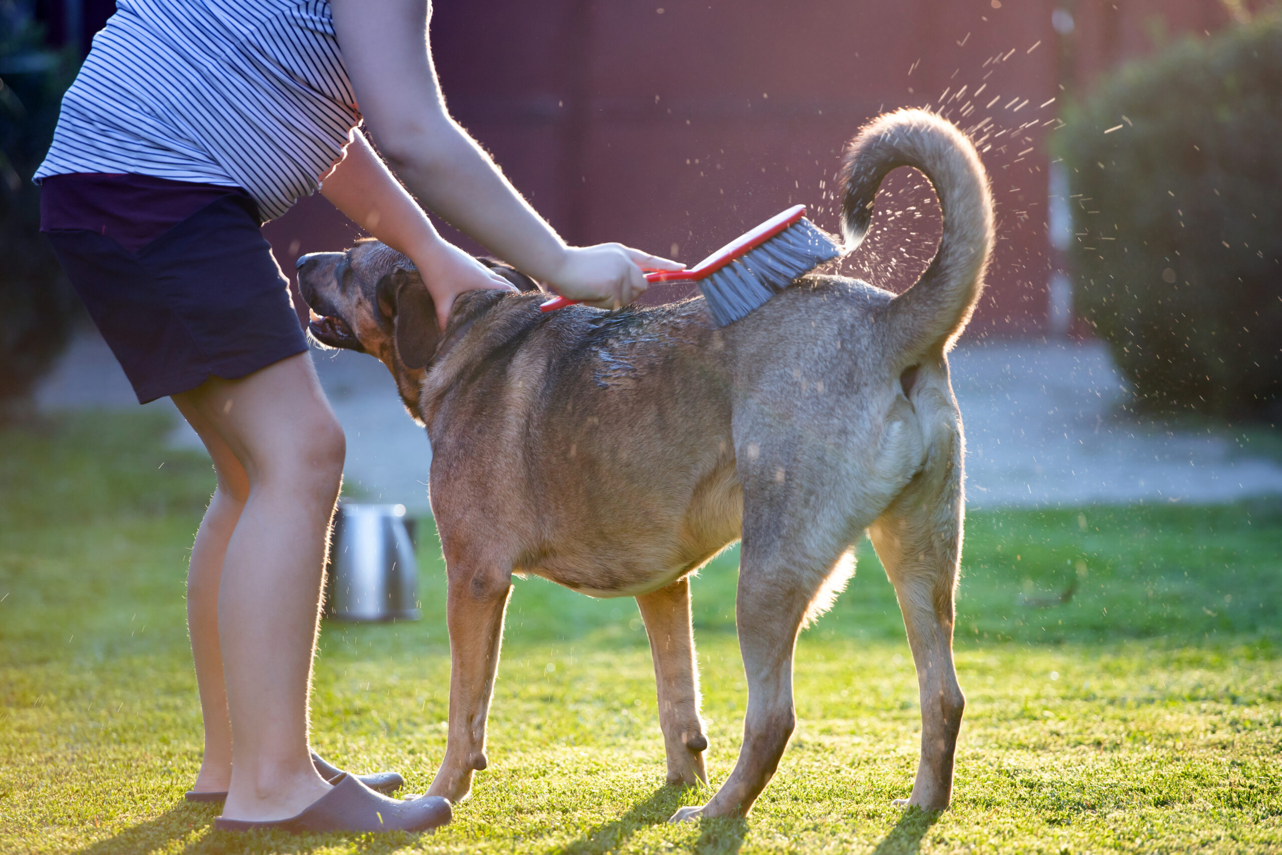 The F.L.E.A. Method: How to Choose the Best Flea Prevention for Your Pet