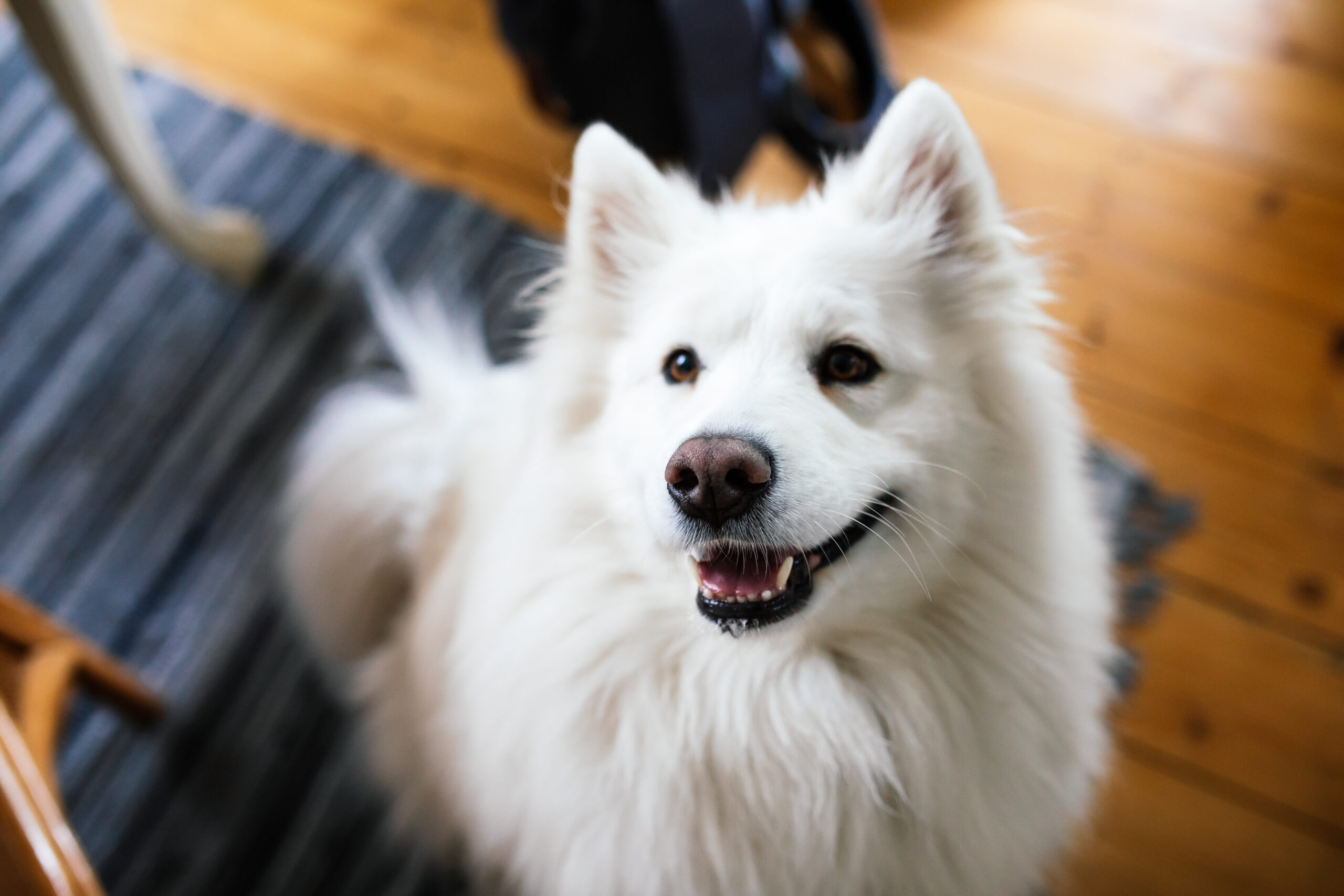 Is Collagen for Dog’s Safe? Here’s the Scoop!