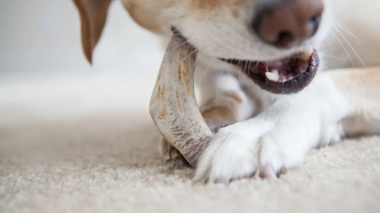 PRIMAL Split Moose Antler