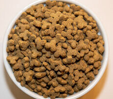 Holistic Choice Adult Indoor Lite