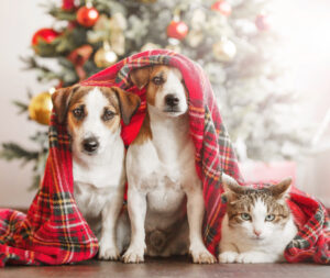 Secret Santa for your 4-Legged Friends