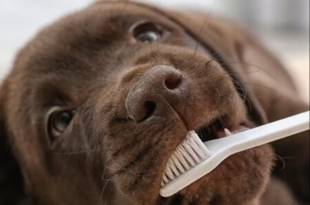 Dental Health for Dogs: Why It Matters More Than You Think