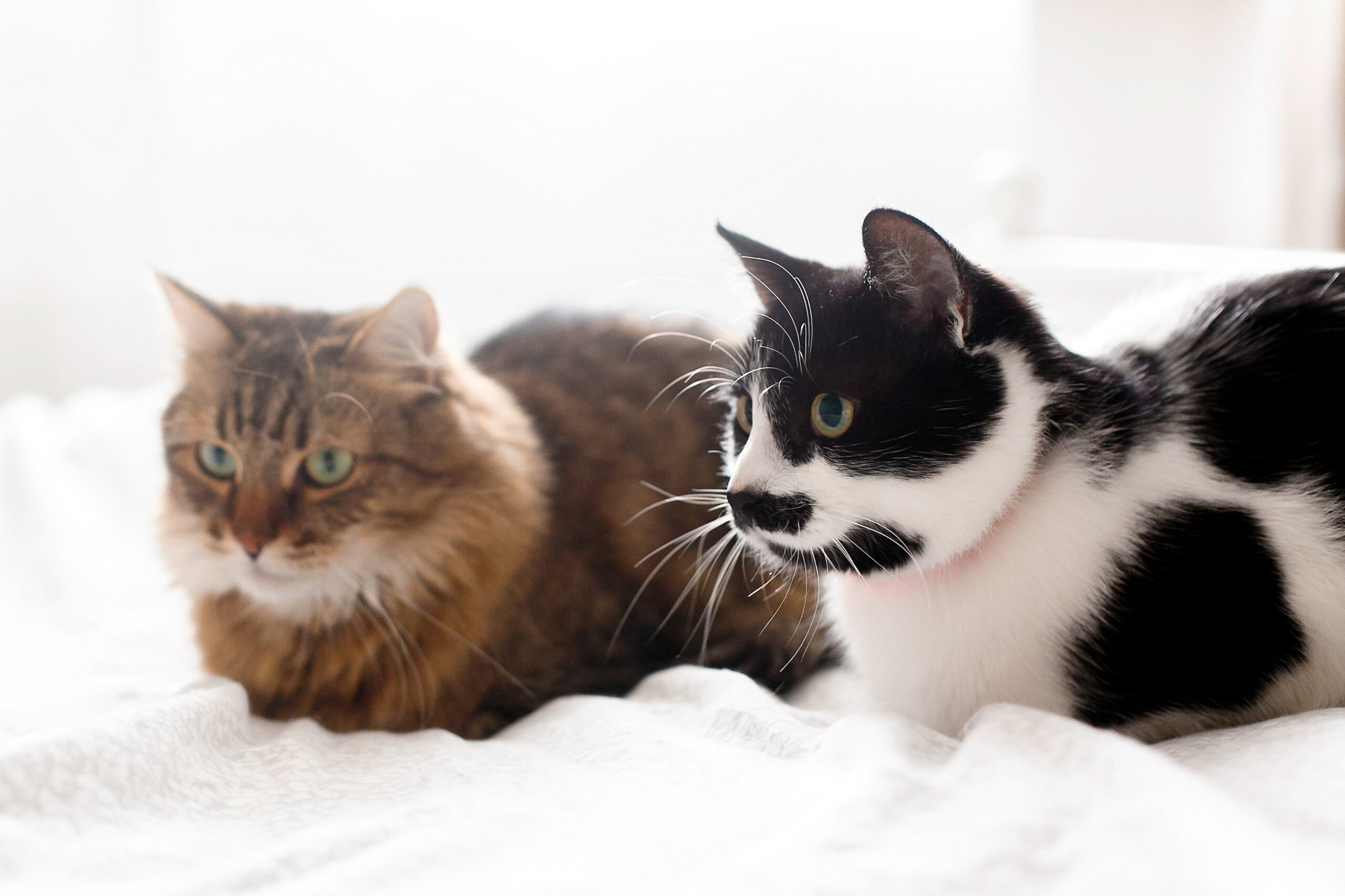 Dental Health for Cats: Small Mouth, Big Impact
