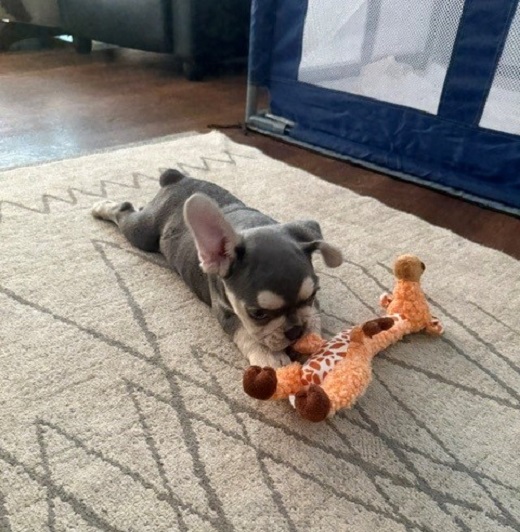 KONG Shakers Luvs Giraffe Squeaky Plush Dog Toy